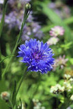 How to Grow Bachelor??s Button (Cornflower) | Gardener??s Path Flower Delivery