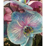Orchid Seeds Rainbow Veined Orchid (15 per pack)