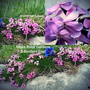Soapwort Seeds Canada, Saponaria Officinalis, Bouncing Bet Seeds, Perennial Flower Seeds, Zone 3, Zone 4, Zone 5, Ground Cover Seeds