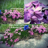 Soapwort Seeds Canada, Saponaria Officinalis, Bouncing Bet Seeds, Perennial Flower Seeds, Zone 3, Zone 4, Zone 5, Ground Cover Seeds