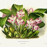 Orchid No. 446, 1885, Linden auth., botanical print (giclee) on canvas, 50x70cm. or 20x25" approx.