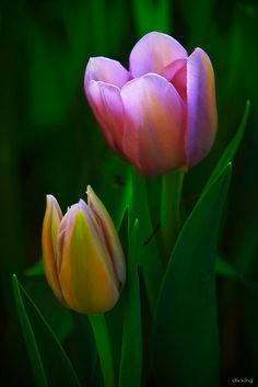 ?Delightful? Flower Delivery