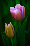 ?Delightful? Flower Delivery