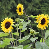 Wild Sunflower Seeds - Helianthus annuus - Annual Flower Seeds