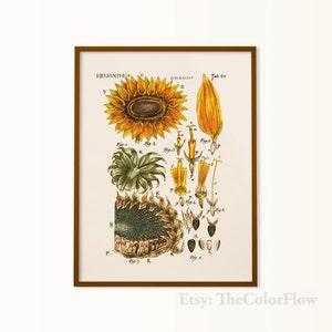 vintage sunflower print, botany art, antique sunflower poster, yellow flower art, florist decor, sunflower gift for her, cottagecore print
