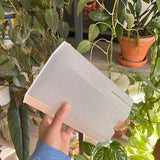 Transparent Tall Plastic Plant Pots five pack for ,Houseplants, Aroids, Hoyas, Monstera, Orchids, Succulents  Multiple Sizes, Extra drainage