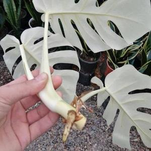 Monstera White Tiger Albo Highly Variegated Rooted Nodes Top Rare Cutting with Phyto Certificate Indoor Outdoor Gift