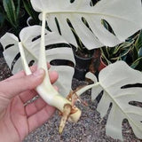 Monstera White Tiger Albo Highly Variegated Rooted Nodes Top Rare Cutting with Phyto Certificate Indoor Outdoor Gift