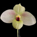 Paph. Memoria Larry Heuer (In Spike!)
