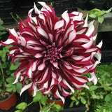 No 230 Kingdom Red & White Dahlias 10 Seeds 10 Seeds Dahlia Dahlias Zaden Seeds Dahlias
