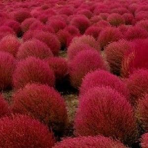 KOCHIA false cypress, bassia scoparia 200 seeds - seeds ideal for making hedges and gardens