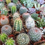 Cactus Species Variety Seed Mix | 10+ Types Cacti Plant Seeds