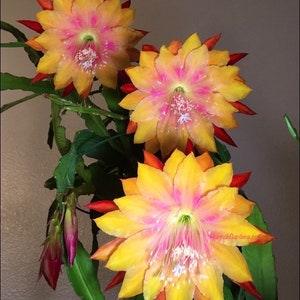 1 unrooted cutting/ leaf/ stem Super Rare Hot  Clarity??s Hippie Happy Epiphyllum Orchid Cactus 6-8???