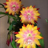 1 unrooted cutting/ leaf/ stem Super Rare Hot  Clarity??s Hippie Happy Epiphyllum Orchid Cactus 6-8???