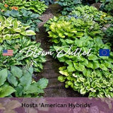 20 Hosta American Hybrids Mix Plantain Lily Garden Seeds*Hosta elata x fortunei x sieboldiana*Foliage Plant*Perennial Groundcover*FLAT SHIP