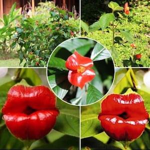 20 Red lip flower seed and 20 Gerber Daisy  flower seed PLUS free gift Nice home plant fun and easy grow limited supply Order Now