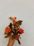 Dried flowers in natural sunlight, for decoration, to make resin ornaments