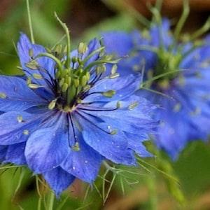Love in a Mist Flower Seeds, Blue Love in a Mist, Nigella Damascena Flower Seeds, "COOL BEANS N sprouts" Brand. Home Gardening.