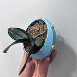 Epiphytic Planter - Medium 16cm - PhytoExotica