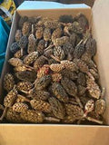 250 Pieces Magnolia Seed Pods