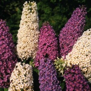 50 Butterfly Bush Butterfly Hybrids Mix Planting Seeds*12 in FRAGRANT flowers*Buddleia/Buddleja davidii*Summer Lilac*Sommerflieder*FLAT SHIP