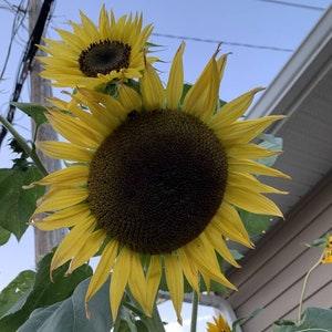 Edible Sunflower Plant Seeds, Tall Yellow Sunflower Flower Plants, Produces Large Tasty Seeds, Canada Grown Seeds + FREE GIFT