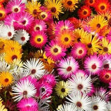 Livingstone Daisy Ice Plant Flowers Blend 0.5g - 800 Seeds - Mesembryanthemum Criniflorum NON GMO