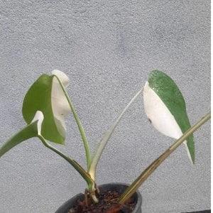 Monstera Deliciosa Halfmoon ALBO Variegated Rare Plant Nodes With FREE Phytosanitary Certificate