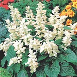Scarlet Sage Shiny White Flowers - 10 NON GMO Seeds - Salvia Splendens