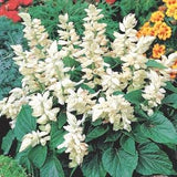 Scarlet Sage Shiny White Flowers - 10 NON GMO Seeds - Salvia Splendens