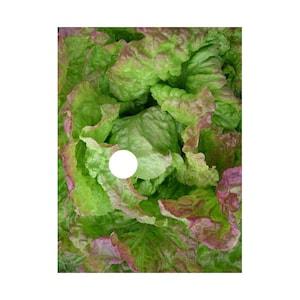 250  Certified Organic Lettuce "Blushed Butter Oak" Flower Seeds.