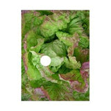 250  Certified Organic Lettuce "Blushed Butter Oak" Flower Seeds.