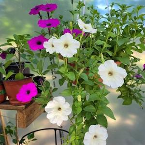 Assorted Petunia Seeds