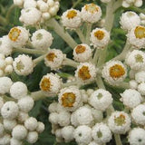 PEARLY EVERLASTING Western Anaphalis Margaritacea 10 Seeds