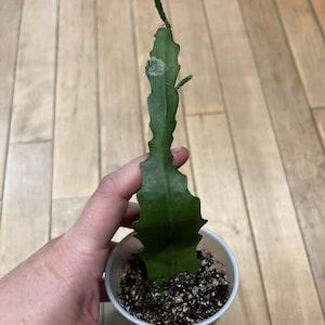Orchid Cactus A
