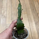 Orchid Cactus A