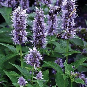 50 Seeds-Giant Hyssop Agastache Lavender Seeds-Agastache Mexicana-Award Winning Perennial-long Bloomer-Attract Hummingbird/Butterflies-pv636