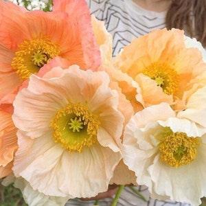 Iceland large cup Poppy  200 SEEDS cut flowers bouquet florist Urban Food forest/garden