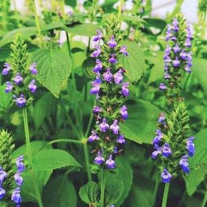 Chia Seeds | Salvia Hispanica Herb Seed Purple White Flowers Mint Pseudocereal Plant Growing Seed Non GMO 2024 Season Fast Shipping