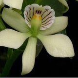 Prosthechea radiata. Near Blooming size orchid species. Fragrant, attractive, fast and easy to grow plant. Formerly encyclia radiata