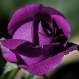 Plum purple roses seeds - 20 seeds - code 256