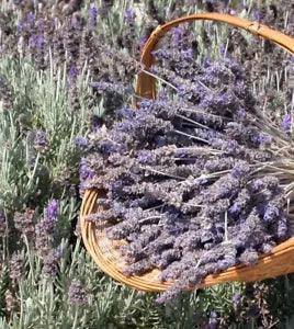 LAVENDER Dried Flowers from Sunny California, Over 300 Stems