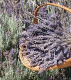 LAVENDER Dried Flowers from Sunny California, Over 300 Stems
