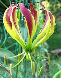 Gloriosa Carsonii Glory Vine 8 Seeds, Climbing Flame Lily Perennial Flower