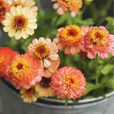 25 Zinderella Peach Zinnia Seeds Rare Annual Flower Seeds