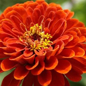 Florist Choice! {Zinnia- elegans} "Orange King" | Hints of Gold and Scarlet | 4 week Bloom | 25+ seeds Free US Shipping!