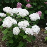 Invincibelle Wee White? Smooth Hydrangea (Arborescens) Flower Delivery