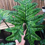 No. 133 Philodendron 5 Seeds Seeds Monstraplants Zaden Monstra Kaladie Fern