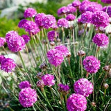 Thrift Sea Pink Flowers 0.1g - 60 Seeds - Armeria Maritima NON GMO