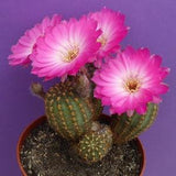 Lobivia Winteriana Cactus Seeds  10 Pcs. (cactus seeds, rare cactus seeds, kakt??s tohumu, plant seeds, flower seeds, special cactus seed)